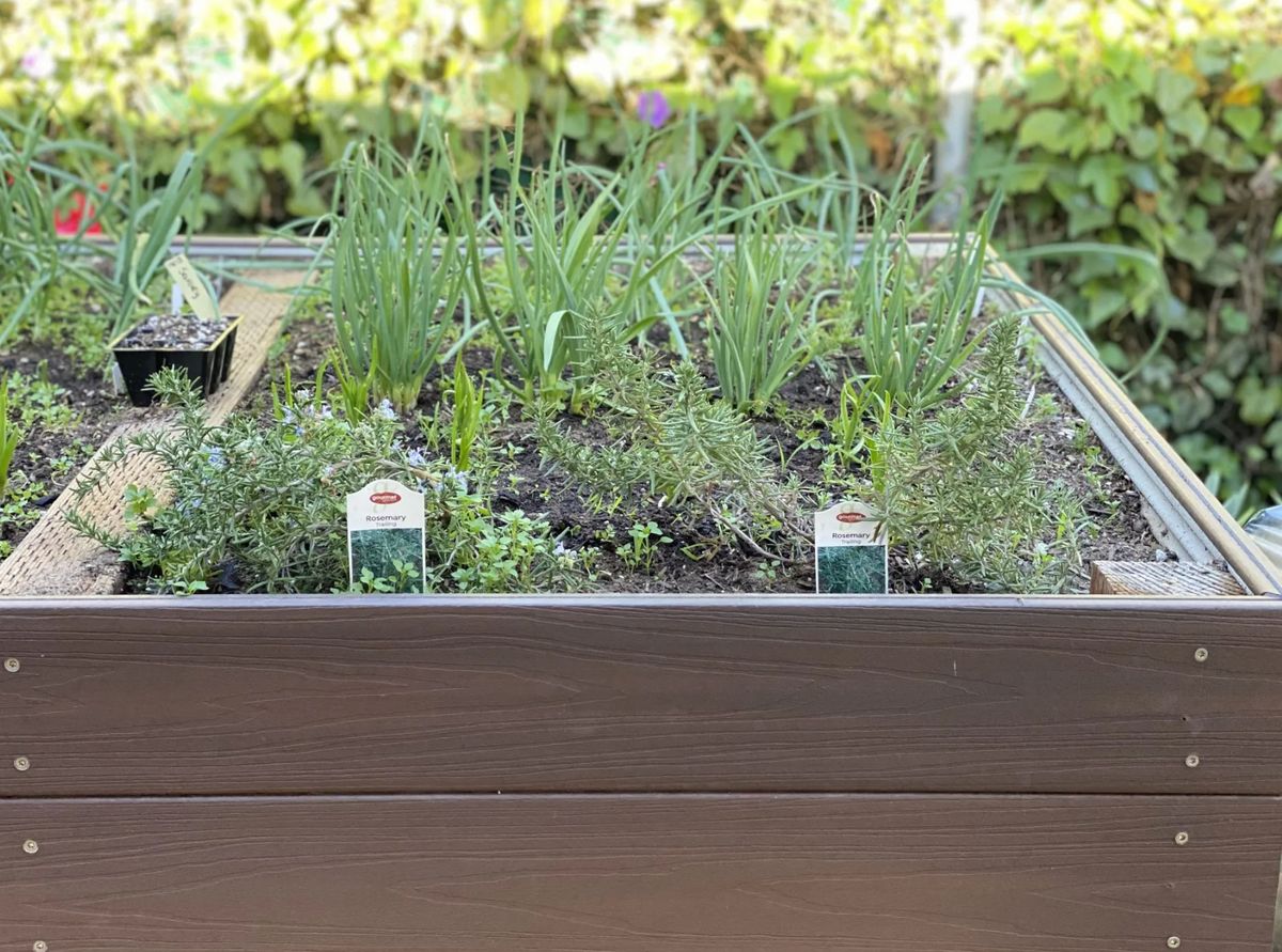 A planter box filled with a variety of herbs and vegetables.