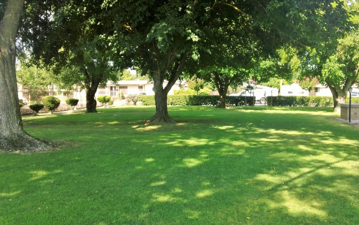 A peaceful park scene with lush green grass and shady trees.
