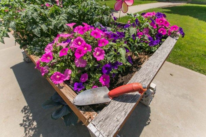 Vibrant flowers in a wheelbarrow with a gardening trowel nearby.