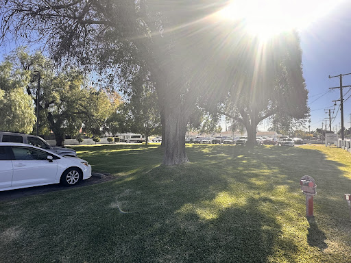 A sunny day in the park with trees and vehicles around.