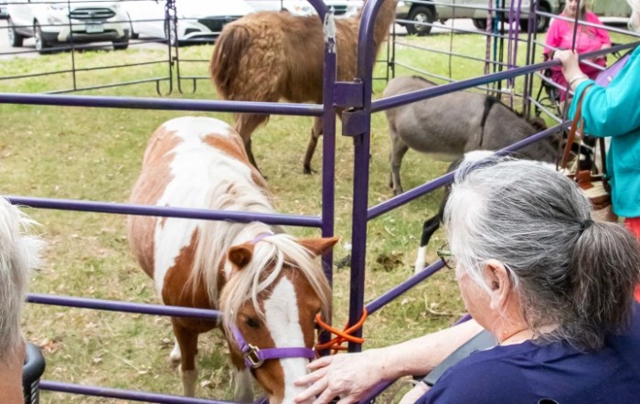 A person interacting with a miniature horse at a petting zoo, separated by a purple fence.
