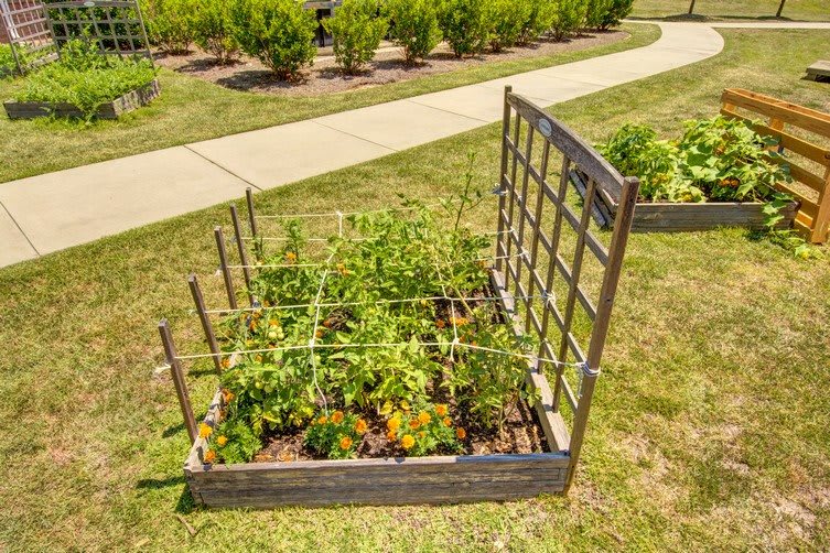A small vegetable garden with a trellis in a raised bed.