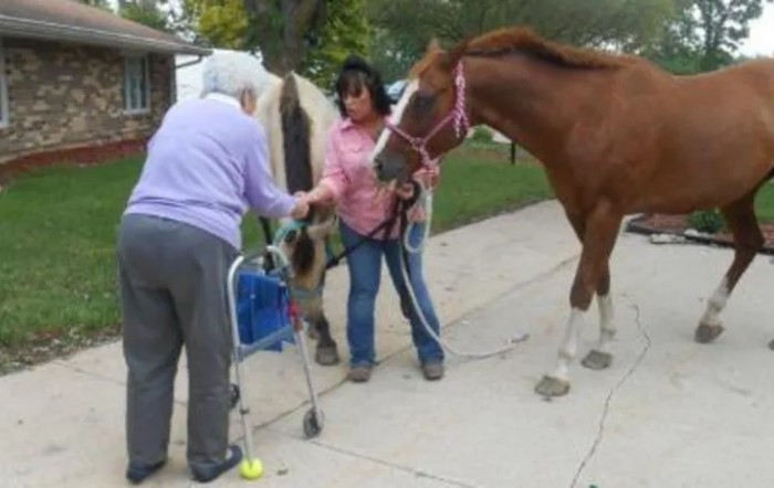 An elderly person interacting with horses outdoors, assisted by another individual.