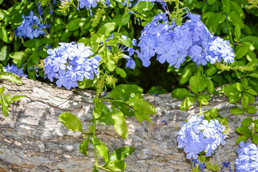 Beautiful blue flowers blooming amidst lush green foliage.