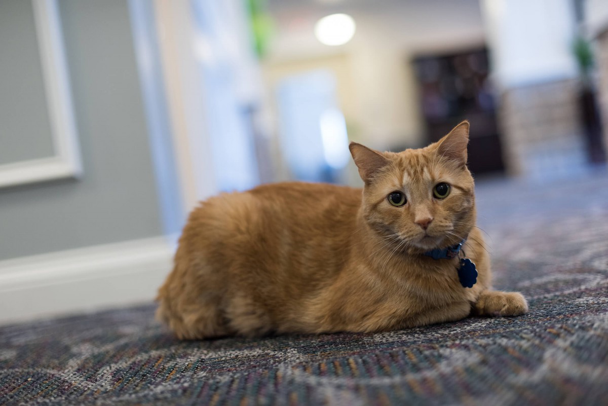 An orange tabby cat lying on a carpet indoors.