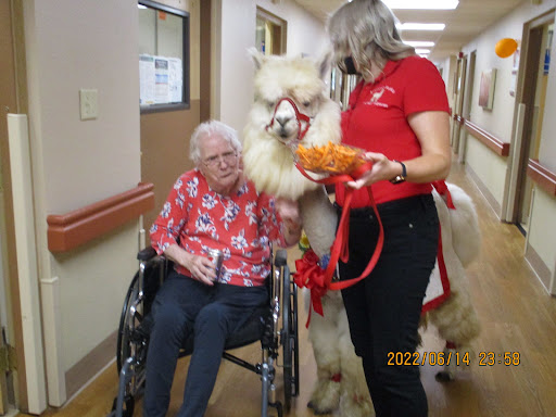 A heartwarming moment as an elderly resident interacts with a llama during an animal therapy session in a nursing home.