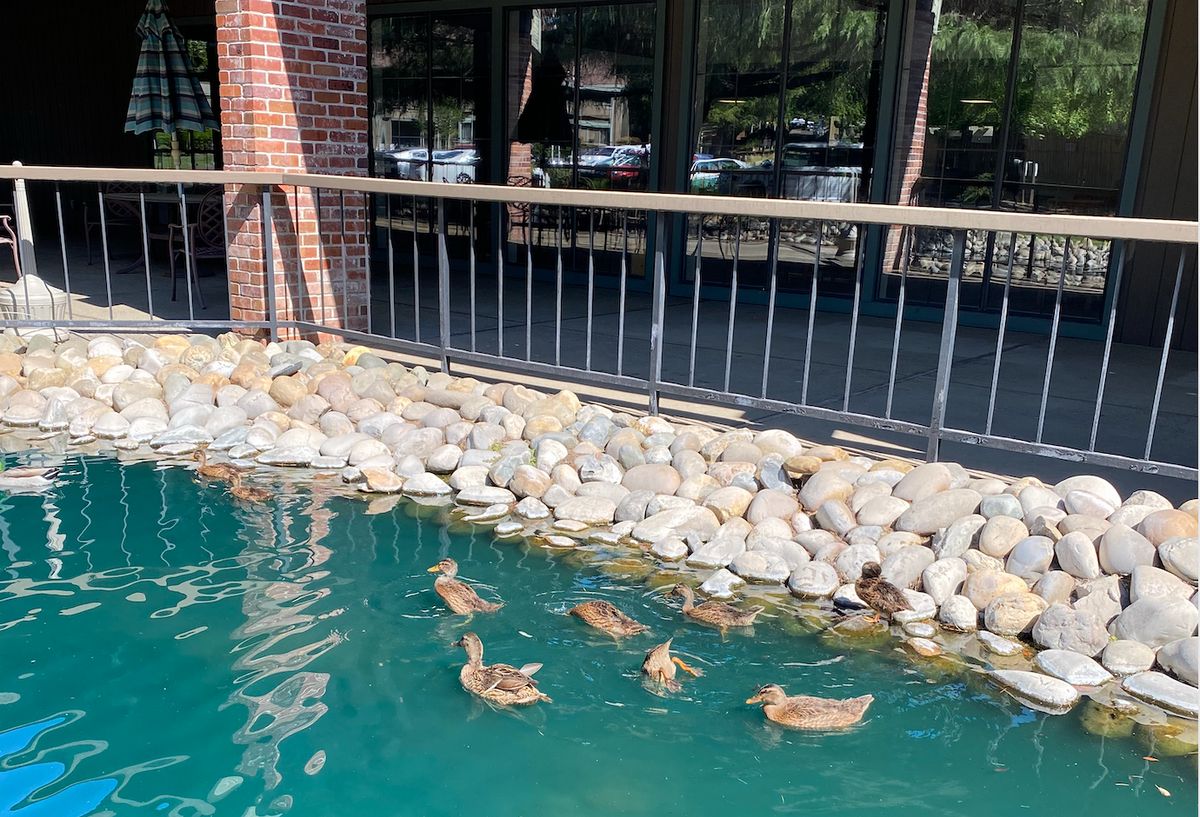 A group of ducks swimming in a pond near a building with rocky edges.