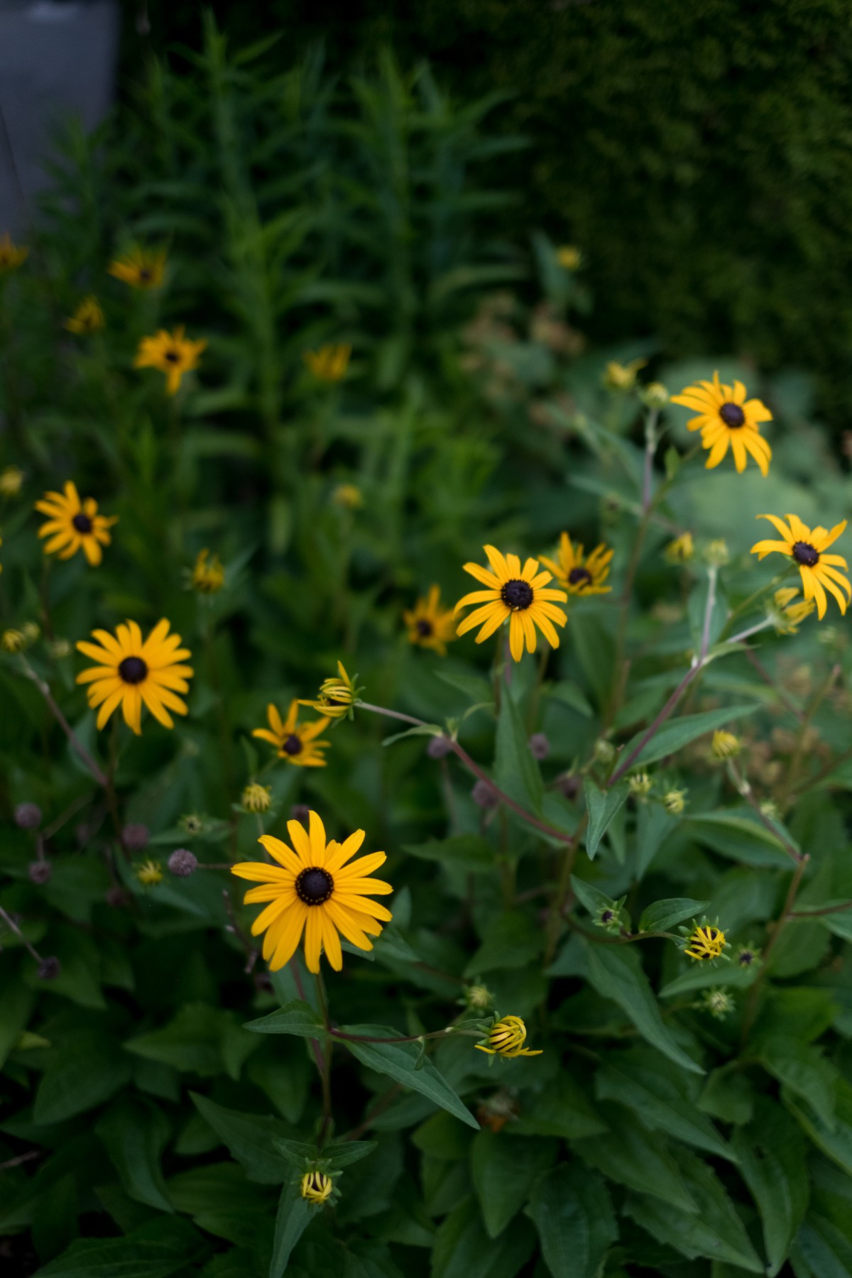 A cluster of vibrant yellow flowers in a lush garden setting.