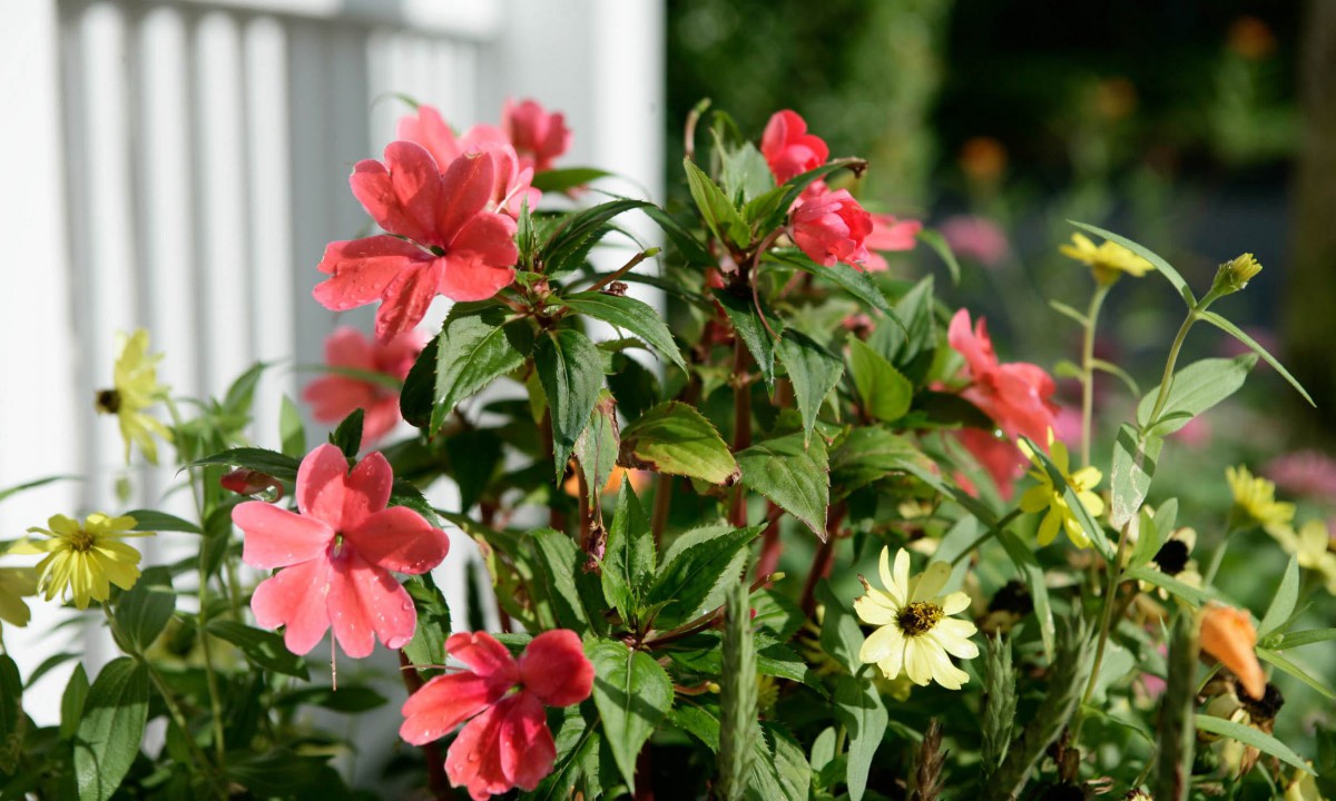 A vibrant arrangement of pink and yellow flowers in a garden setting.