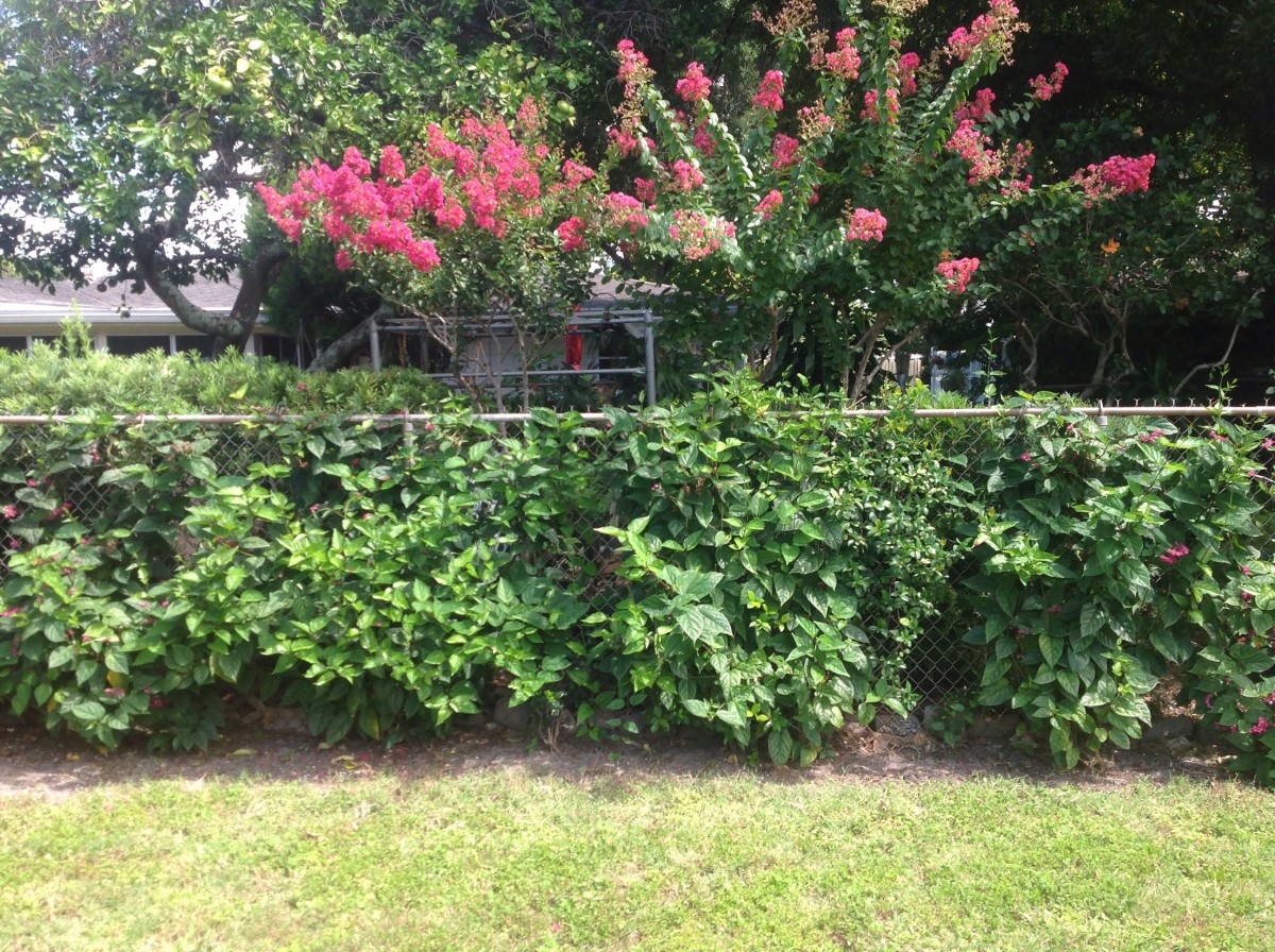A lush garden with vibrant pink flowers and dense greenery.