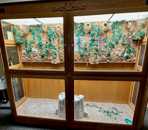 A well-decorated wooden terrarium designed for reptiles, featuring a naturalistic backdrop and greenery.