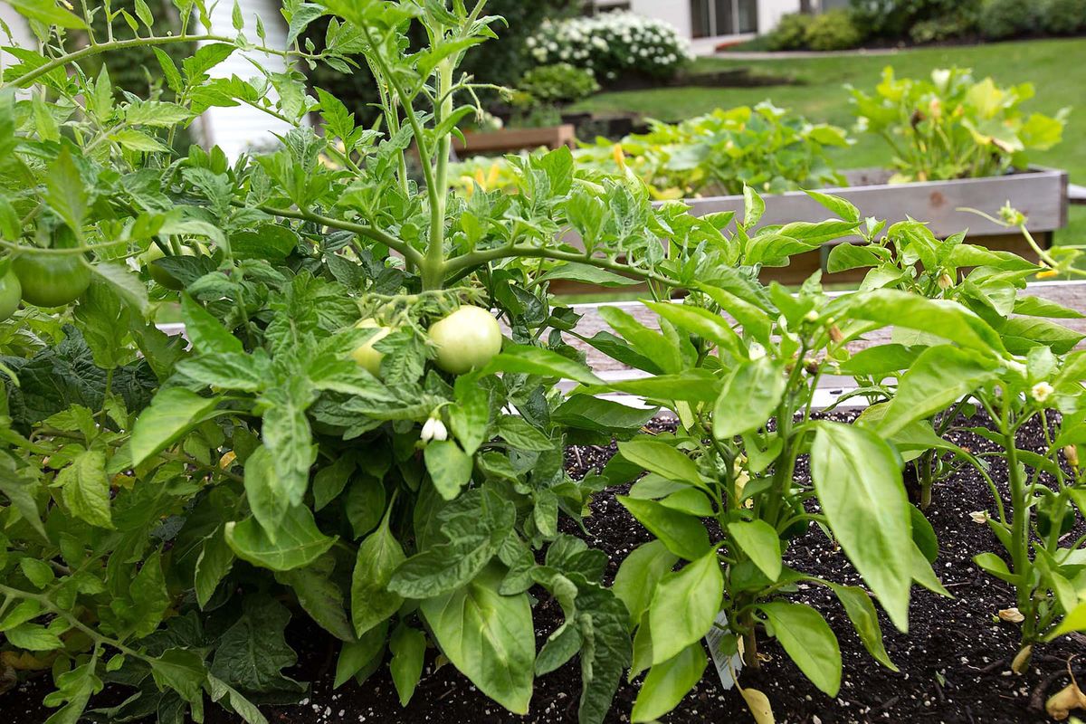 A lush vegetable garden featuring a tomato plant and vibrant basil leaves.