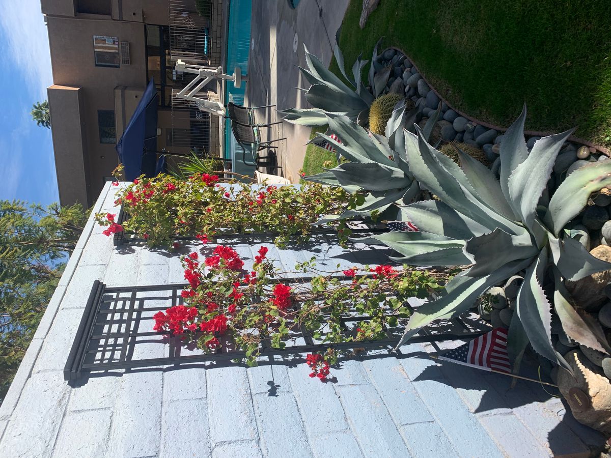 A vibrant garden display with red flowers and lush green plants.