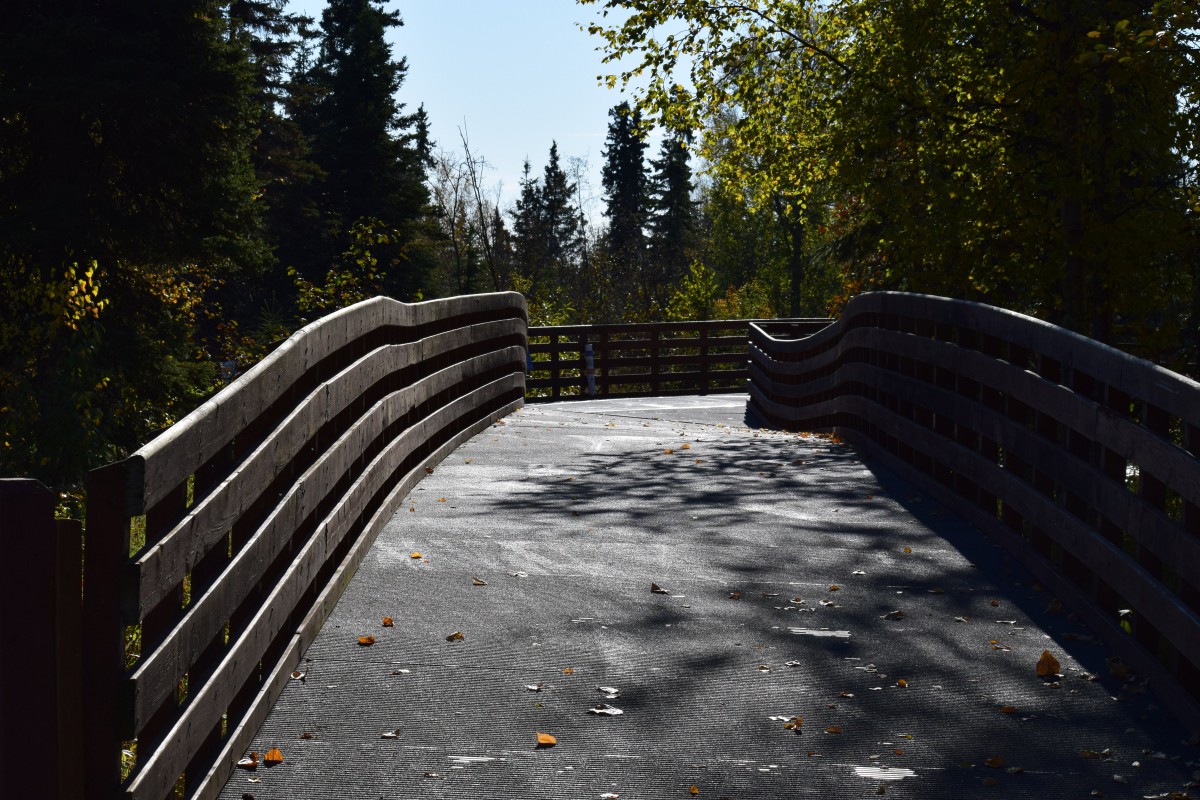 A wooden bridge surrounded by trees in a forest setting.