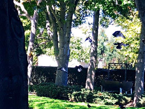 A serene garden scene with birds flying amidst lush green trees.