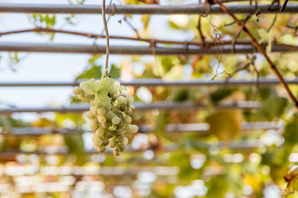 A cluster of green grapes hanging from a vine in the sunlight.