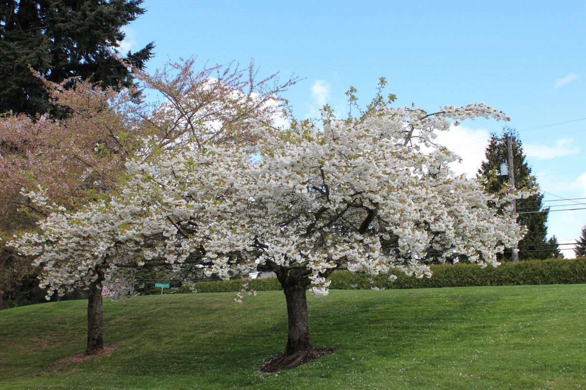 A tree in full blossom during springtime in a park setting.