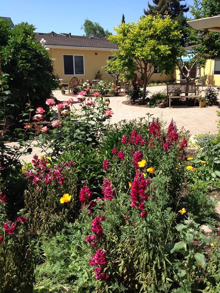 A colorful garden with various flowers in front of a house on a sunny day.