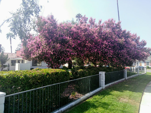 A vibrant pink flowering tree in a lush garden setting.