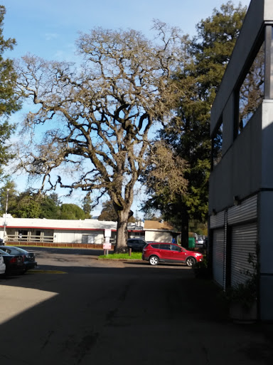 A tranquil view featuring a prominent tree beside a parking area, with a red car and clear blue skies.