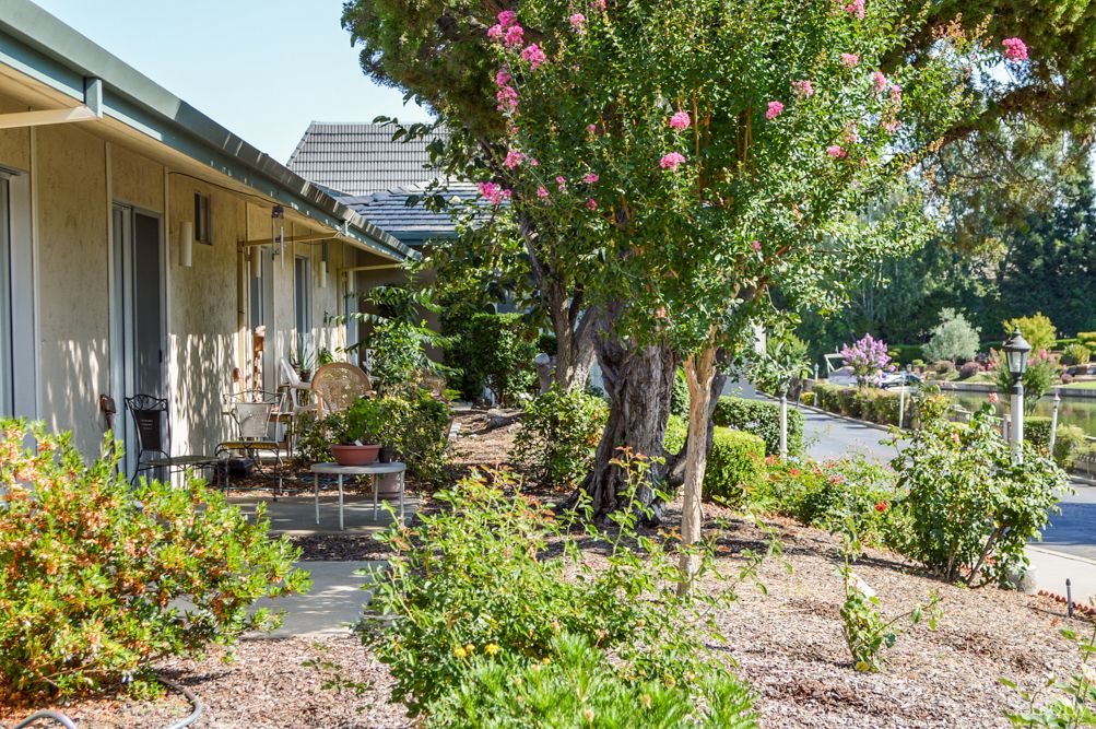 A sunny view of a well-maintained garden with trees and shrubs alongside a house.
