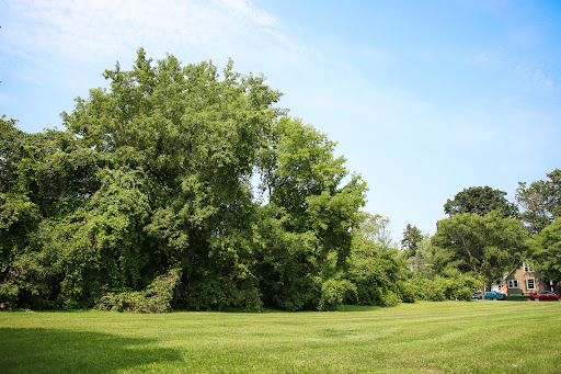 A serene landscape featuring lush green grass and tall trees under a clear blue sky.