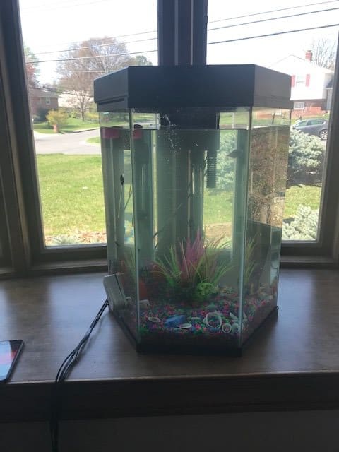 A hexagonal fish tank with decorative plants sits on a table in front of a window.
