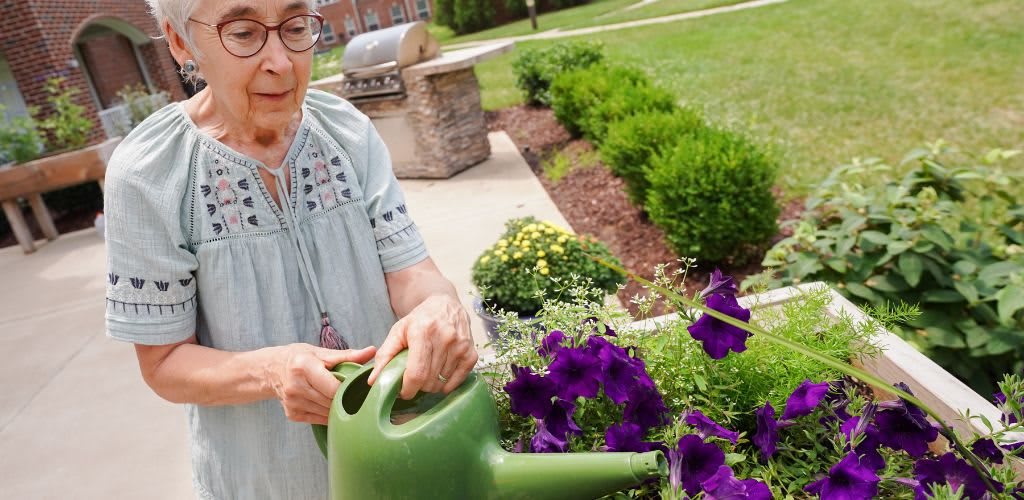 A woman waters purple flowers in a garden using a green watering can.