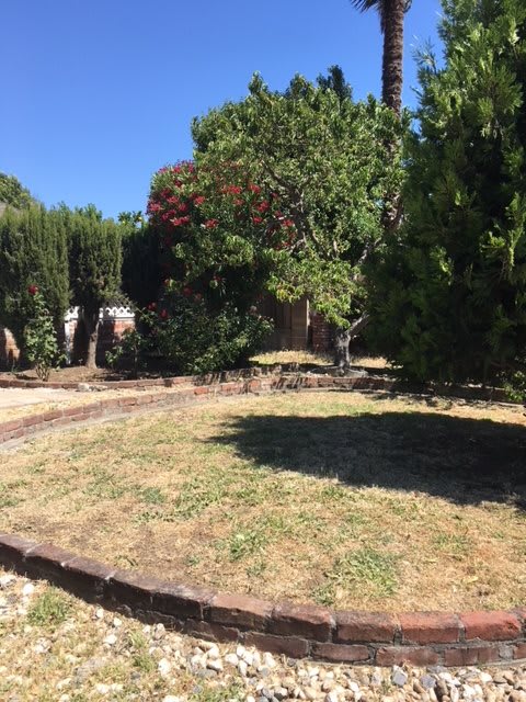 A sunny garden with trees and a grassy area.