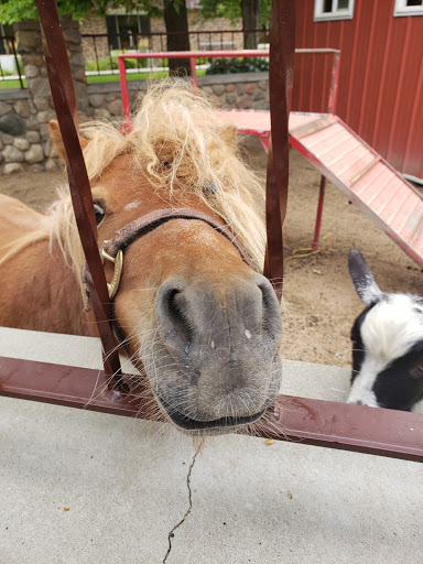 A friendly horse peeking through the bars at a farm.