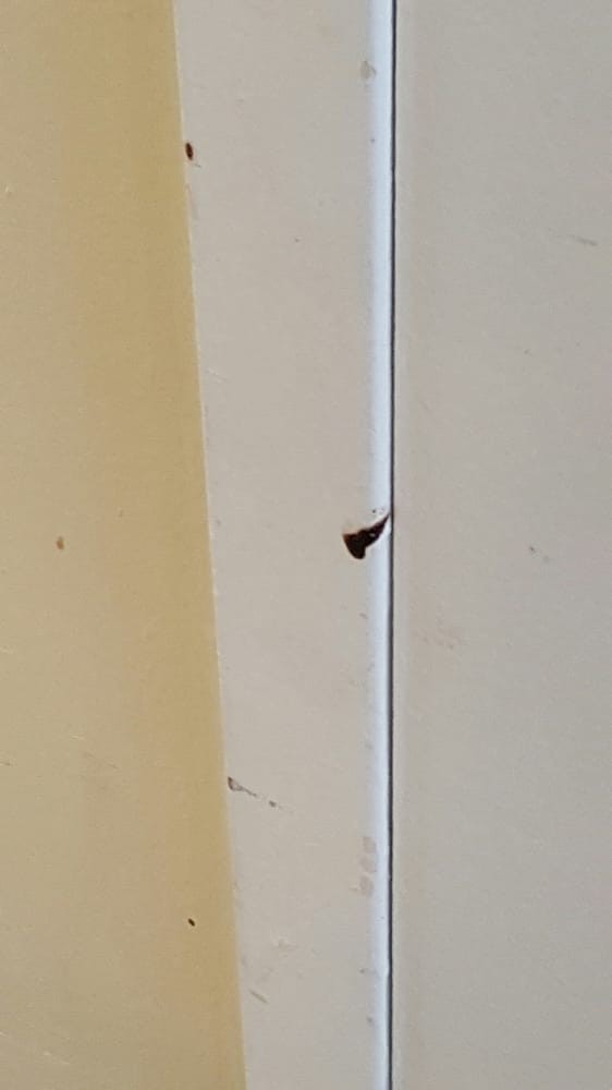 A butterfly resting on the corner of an indoor wall.