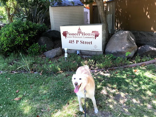 A happy yellow lab in front of a sign at 465 P Street.