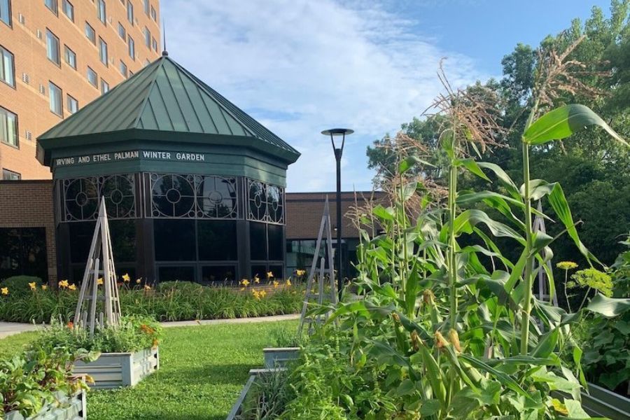 A green garden with plants in front of a building on a sunny day.