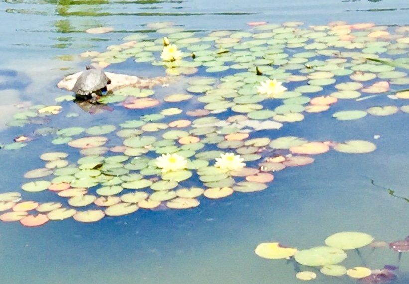 A tranquil pond with lily pads and a turtle basking on a rock.