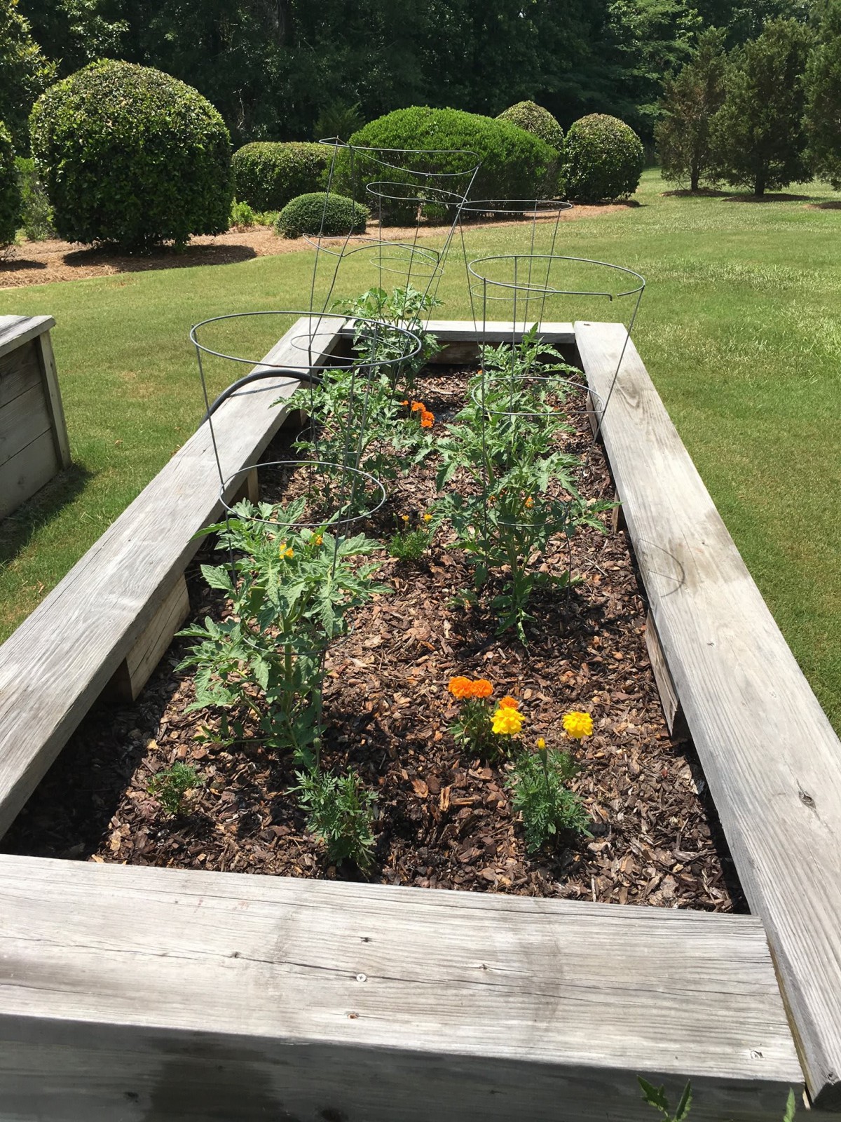 A raised garden bed with various plants and flowers growing.