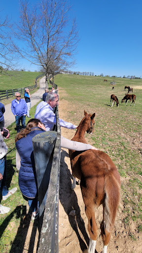Visitors interacting with horses at a farm on a beautiful sunny day.