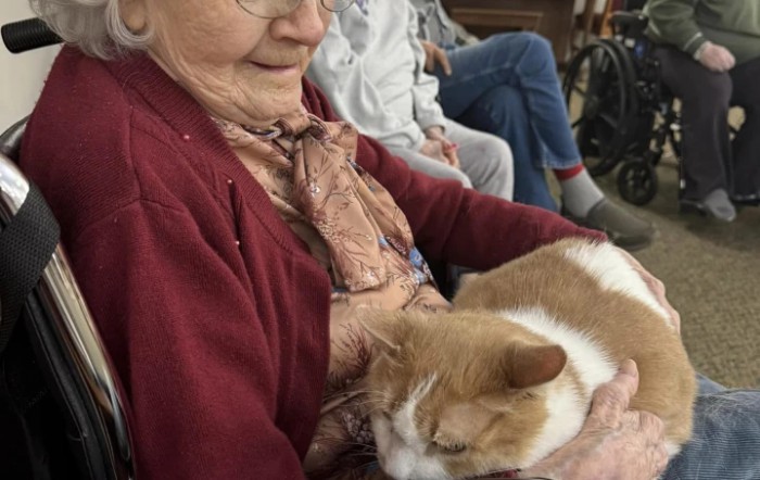 An elderly woman sits comfortably with a cat napping on her lap, enjoying each other's company.