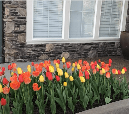 A vibrant garden of red and yellow tulips in front of a stone wall with windows.
