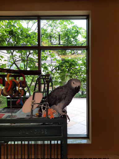 A parrot perched by the window, enjoying the view of lush greenery outside.