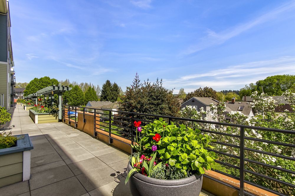 A sunny balcony with potted plants and a view of trees in the distance.