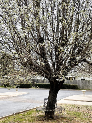 A blossoming tree marks the arrival of spring in a serene outdoor setting.