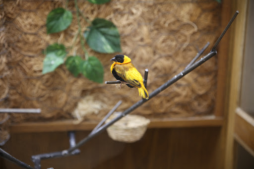 A vibrant yellow bird perched gracefully on a branch.