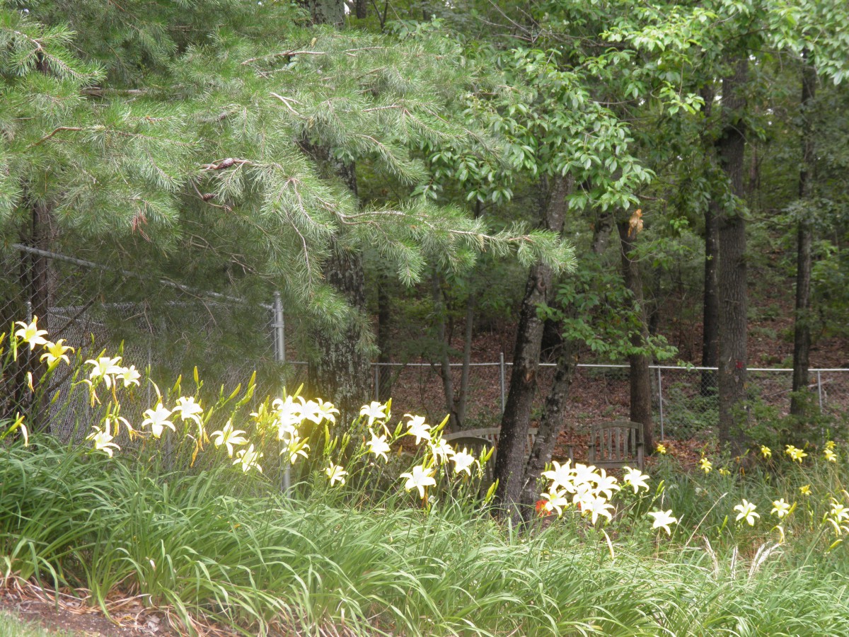 A serene garden with blooming flowers and lush trees.