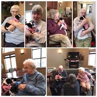 Elderly residents enjoying the companionship of a puppy in a care home.