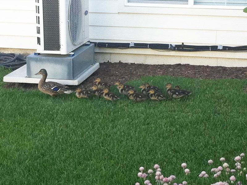 A mother duck leading her ducklings across a grassy area near a building.