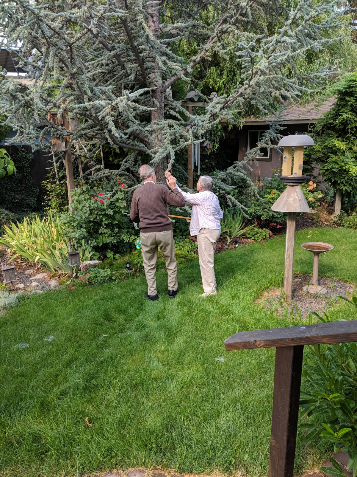 Two people observing plants in a garden.
