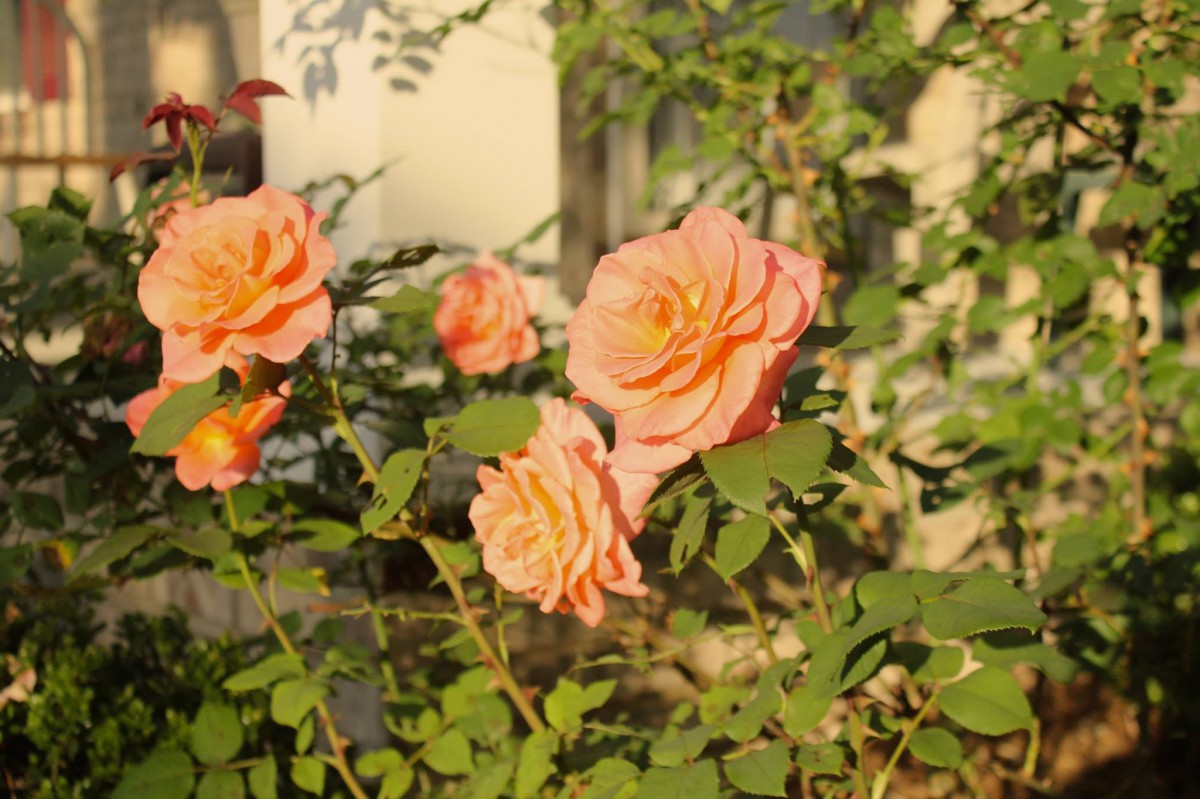 A cluster of peach-colored roses blooming in a sunlit garden.