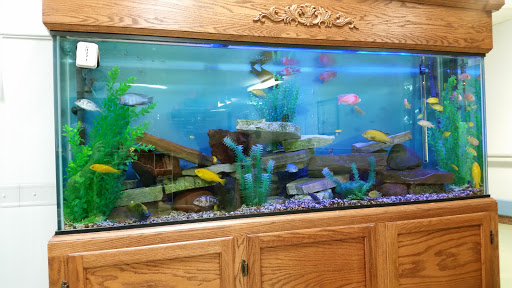 A vibrant aquarium filled with various fish and aquatic plants, showcasing a lively underwater scene.