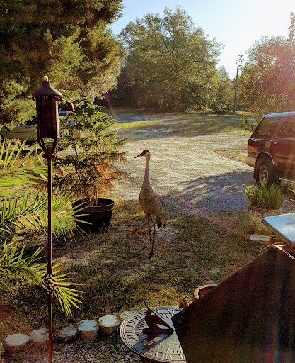 A graceful crane wanders through a serene outdoor setting, bathed in warm sunlight.
