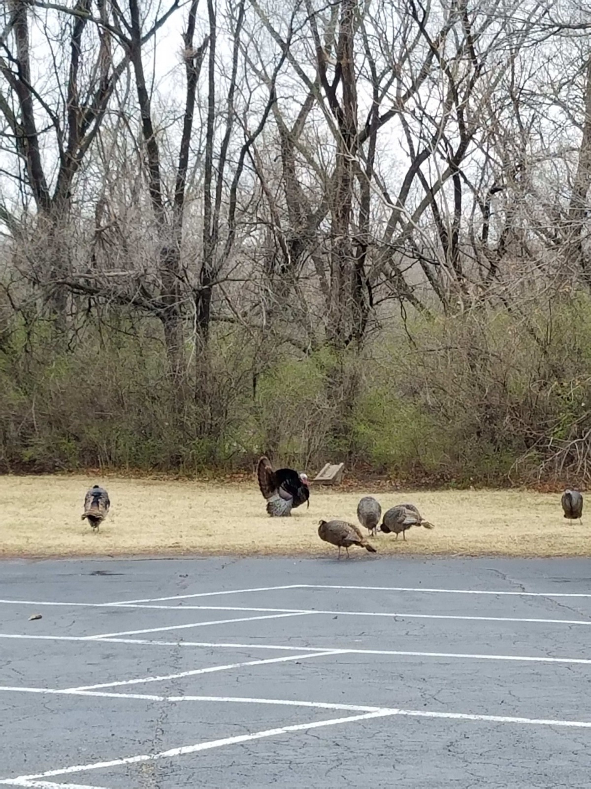 A group of wild turkeys foraging near a wooded area.